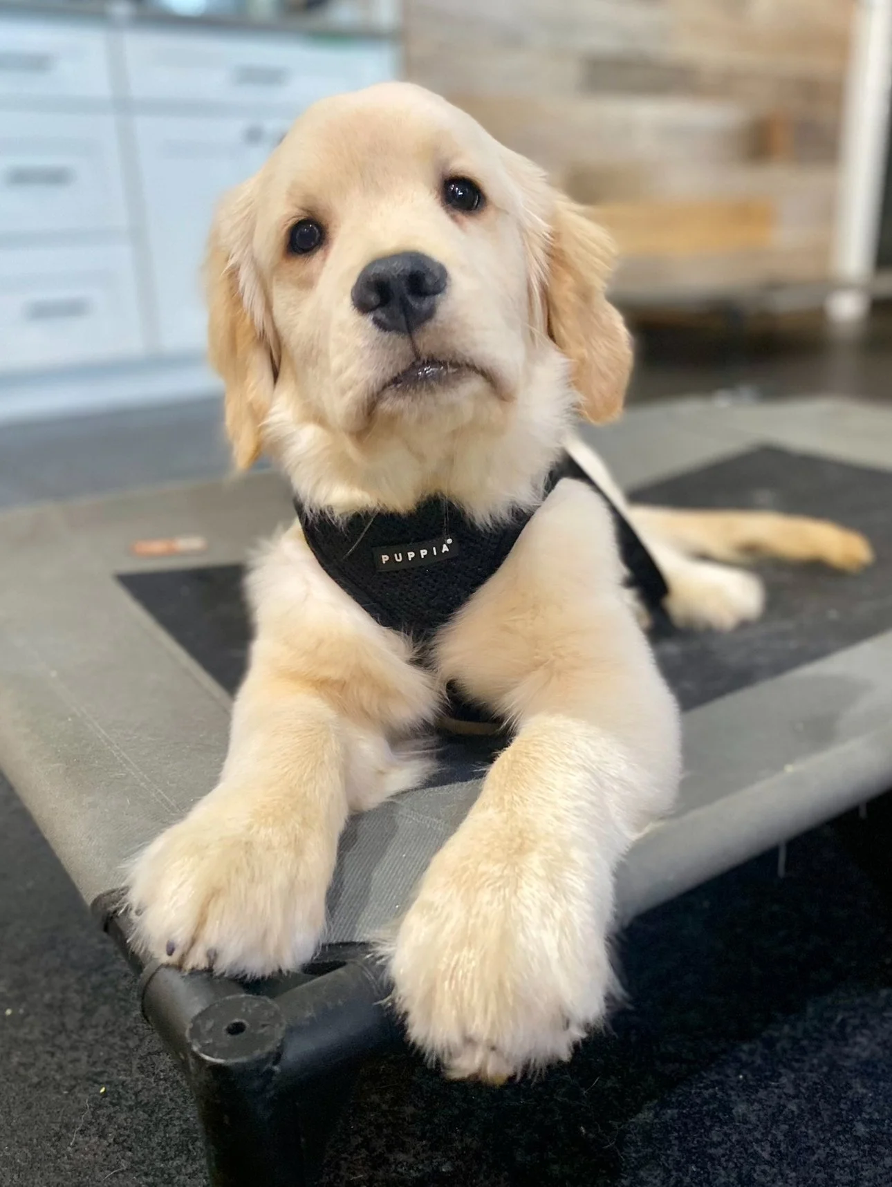 potty training a golden retriever