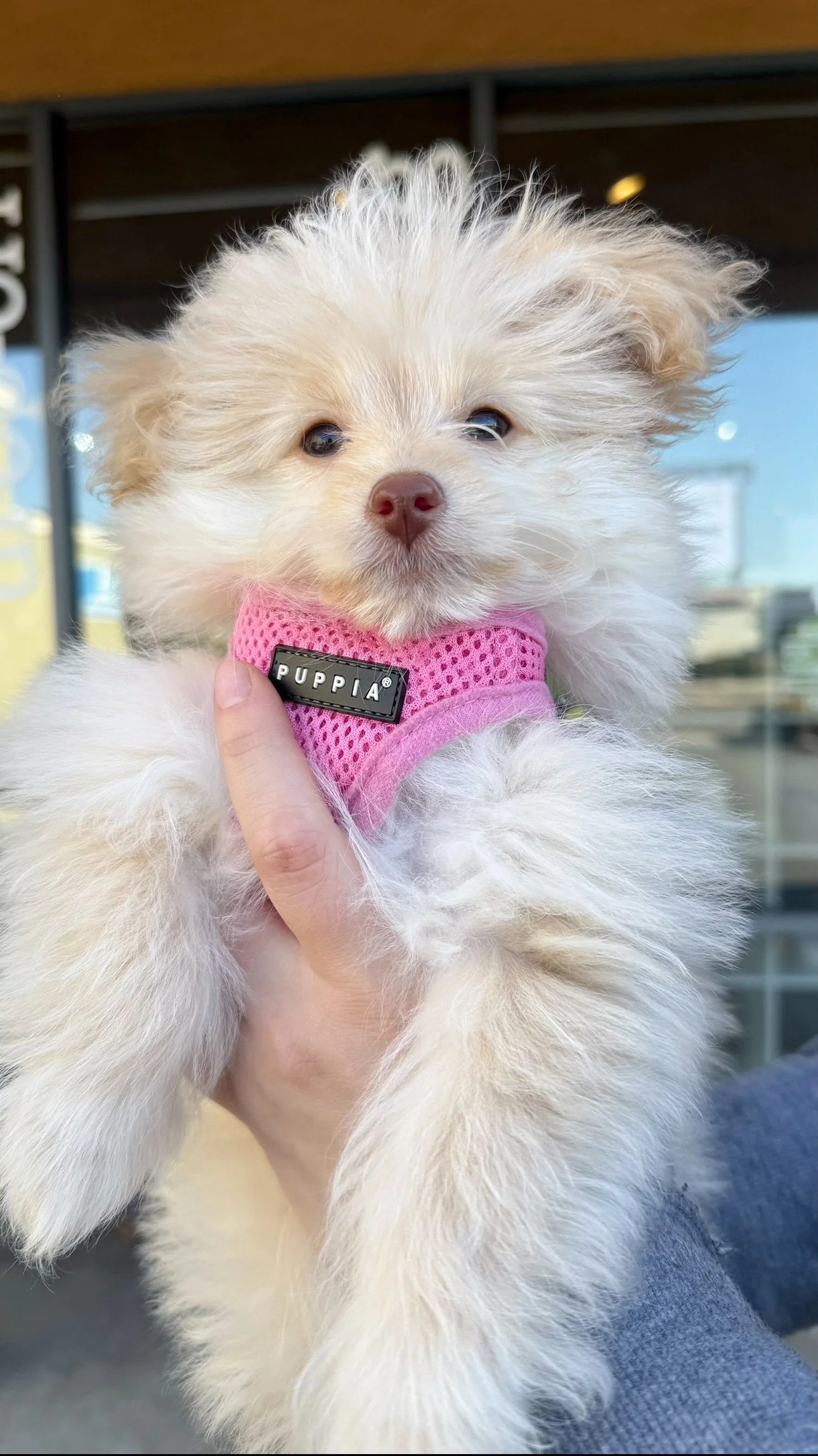 puppy home set up.jpg