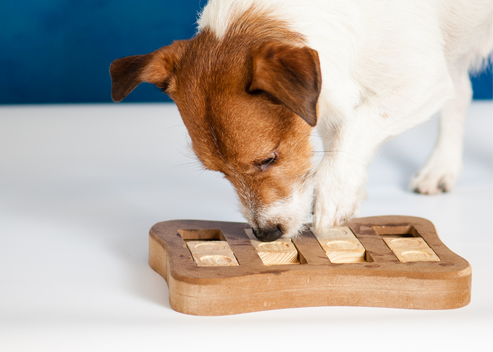 How Long After Castration Does A Dog Calm Down