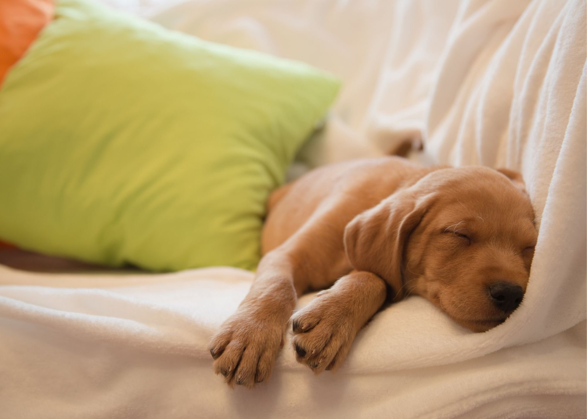 Should You Let Your Puppy Sleep With You In Bed The Puppy Academy