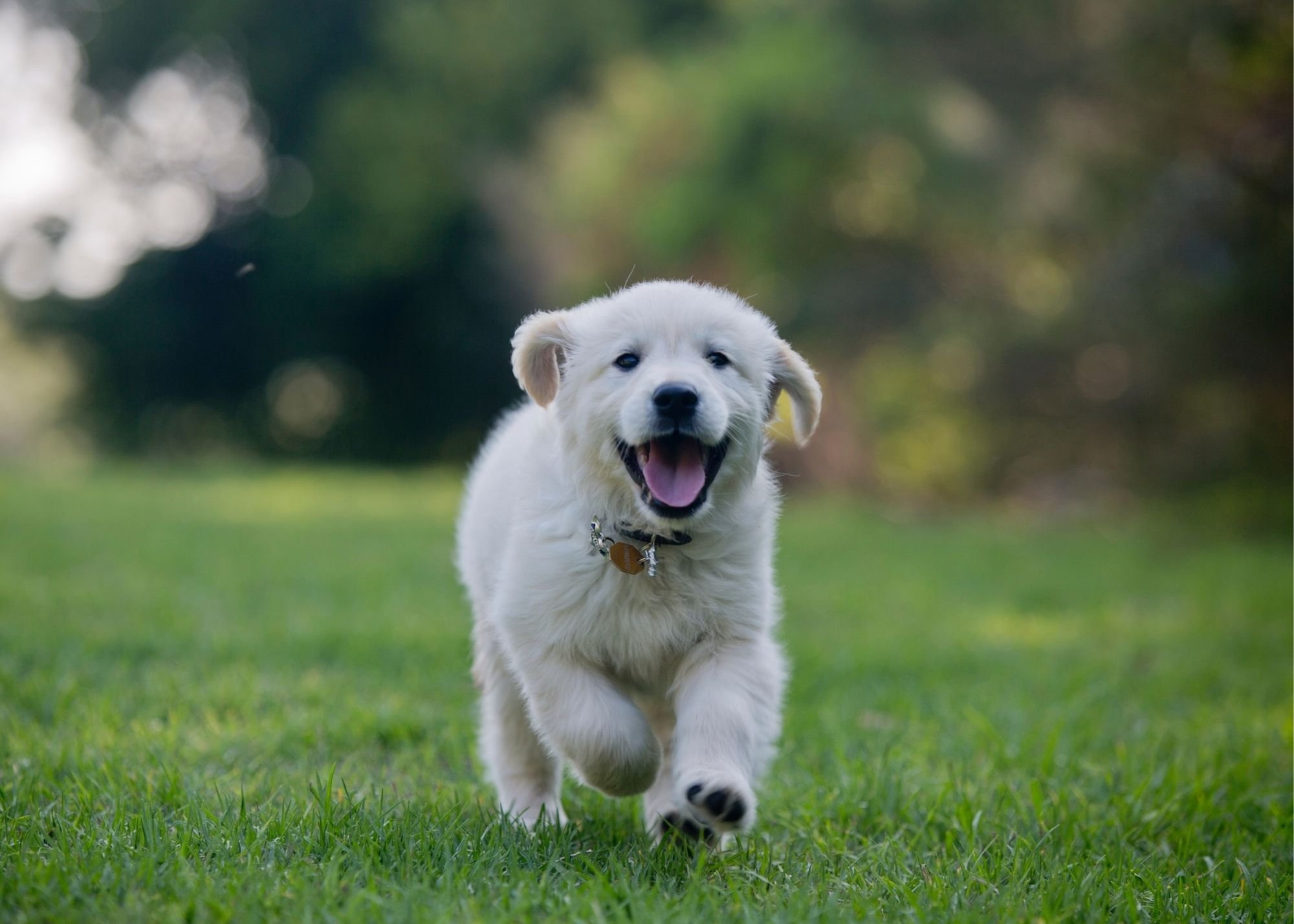 can a 7 week old puppy be around other dogs