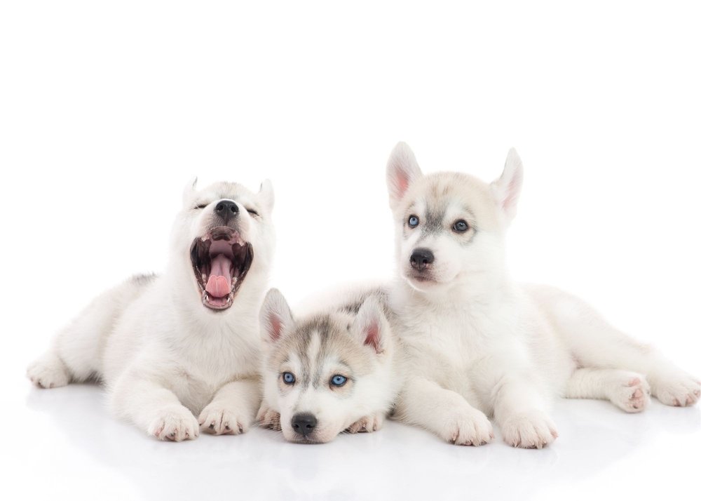 A Guide to Puppy Breeds: Siberian Husky! — The Puppy Academy