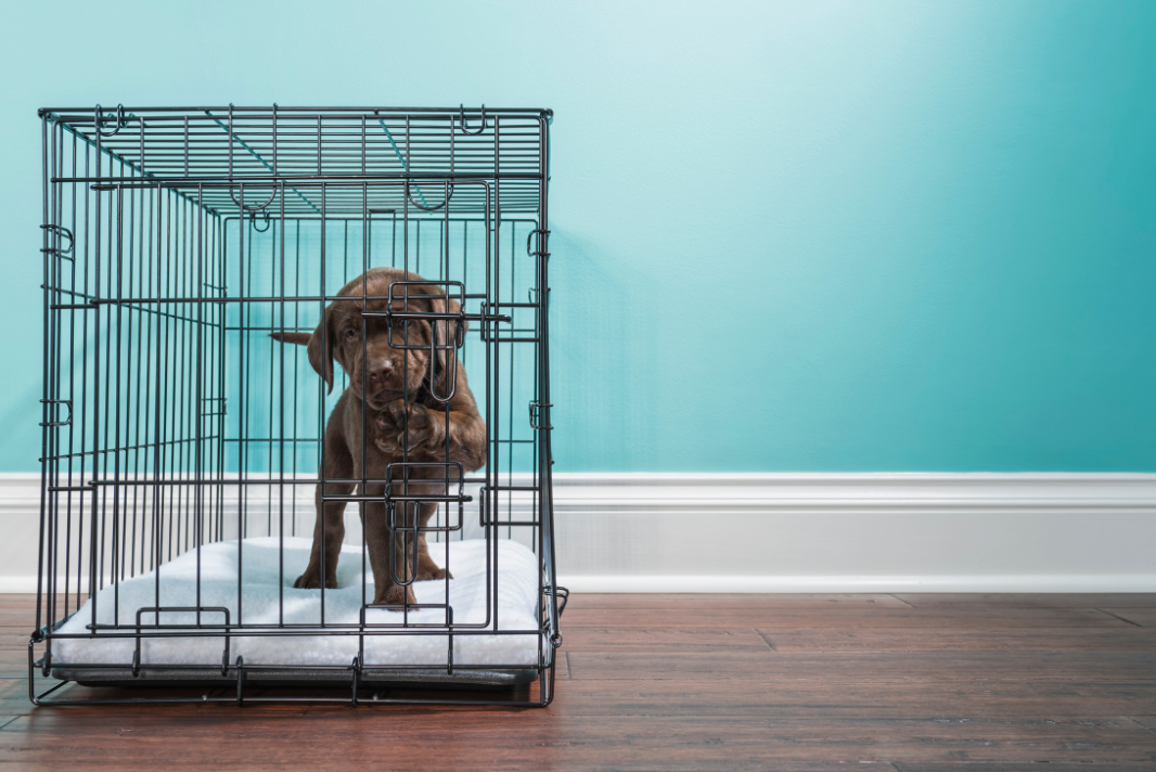 How to Get Your Puppy to be Calm in their Crate — The Puppy Academy