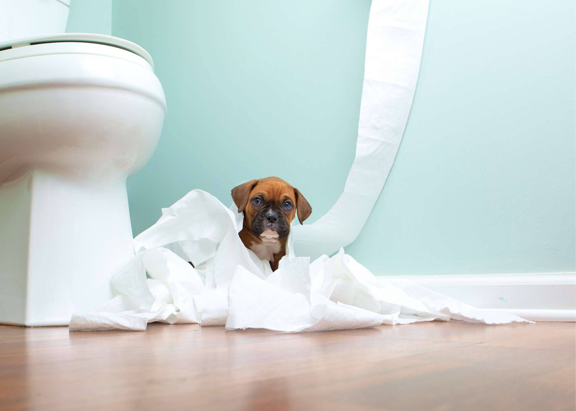 Vergoeding kousen Bij zonsopgang How to Potty Train Your Puppy — The Puppy Academy