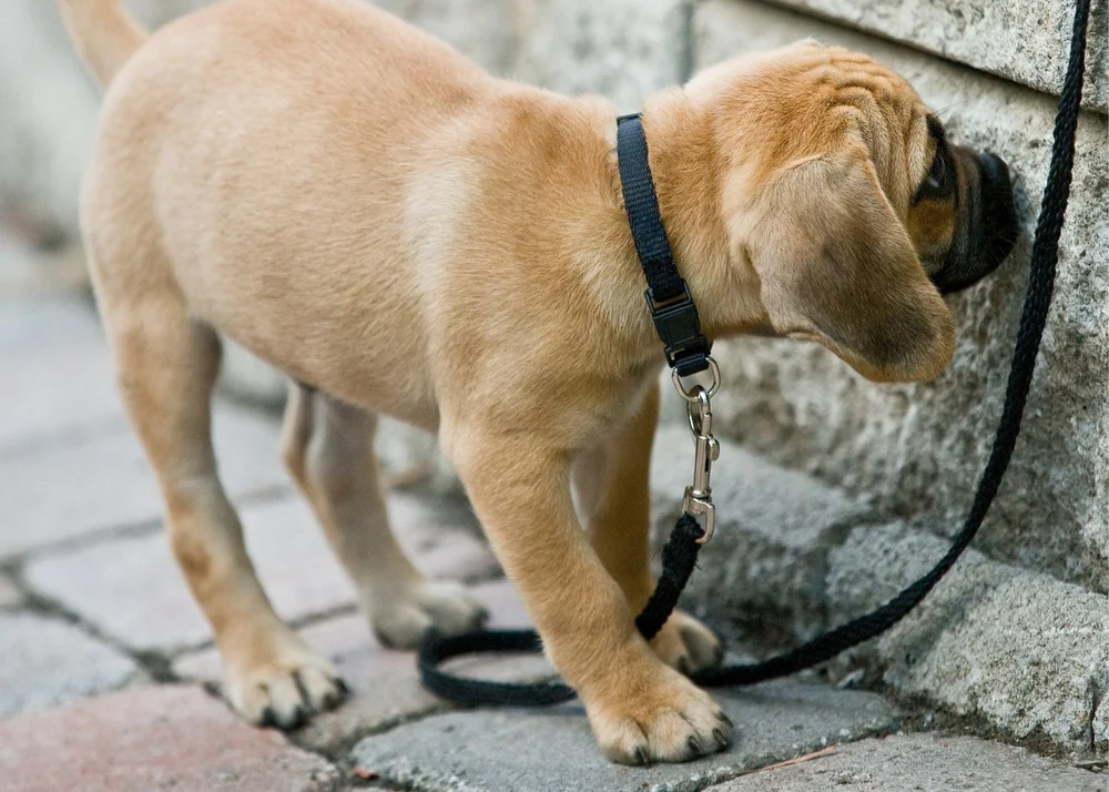 How to Stop Your Puppy From Sniffing Everything on Walks! — The Puppy Academy