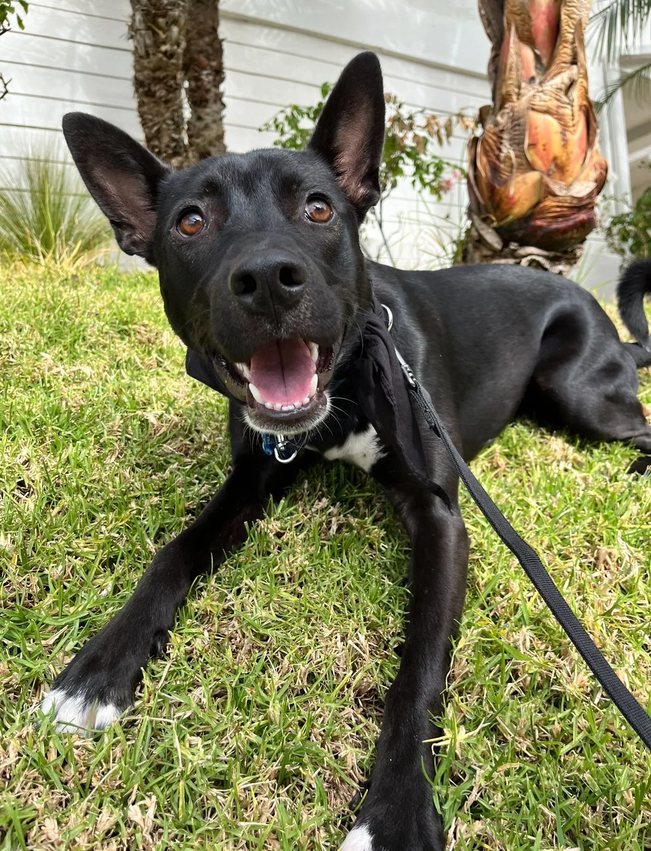 puppy hates the leash.jpg