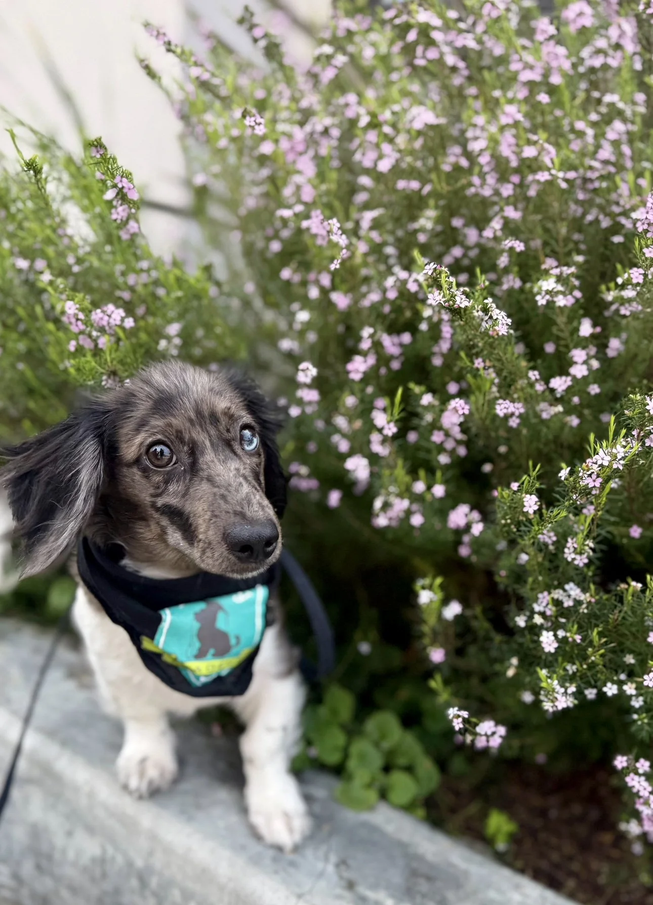 mini dachshund puppy how to get your puppy to pee and poop on walks