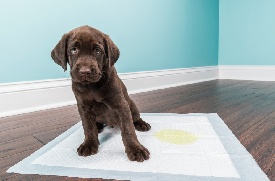 How to teach a potty pad trained dog that she's not allowed to pee