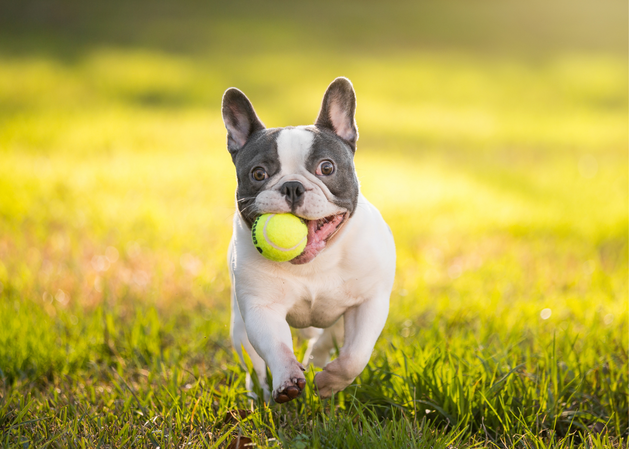A white French bulldog holding tennis ball in is mouth