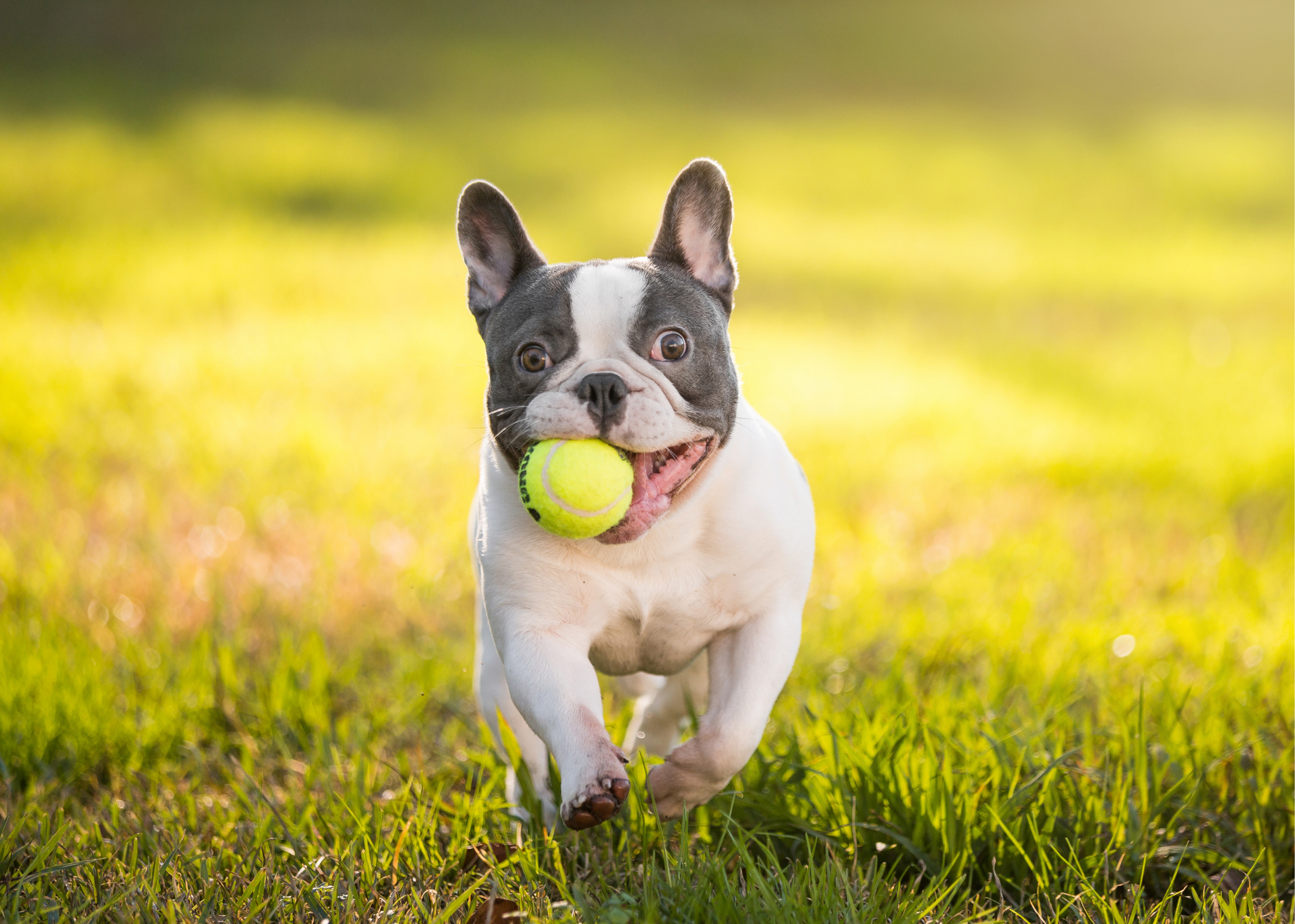 are bulldogs easy to train