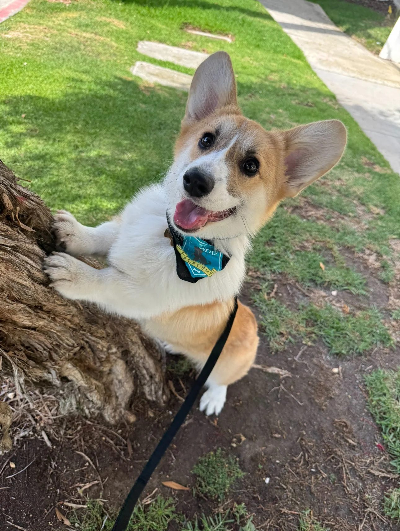 corgipuppytraining.jpg