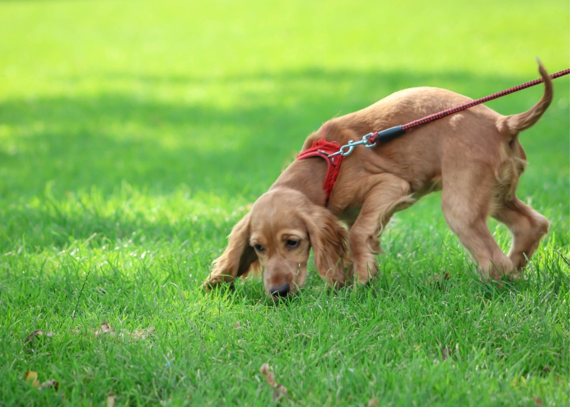 How To Stop Your Puppy From Sniffing Everything On Walks The Puppy how-to-stop-your-puppy-from-sniffing-everything-on-walks-the-puppy