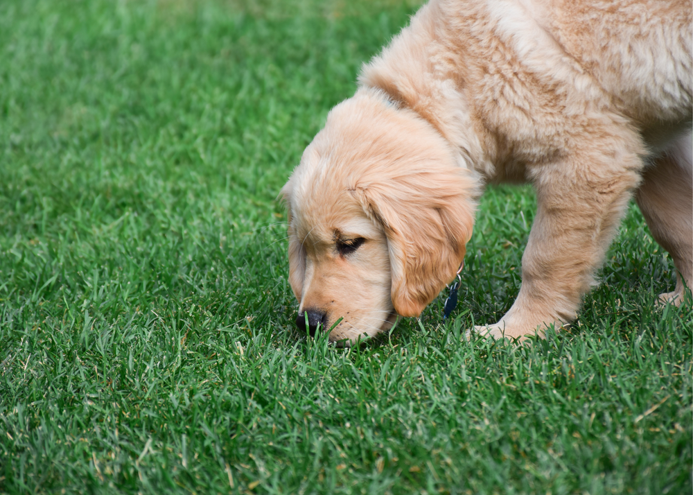 How to Potty Train Your Puppy — The Puppy Academy