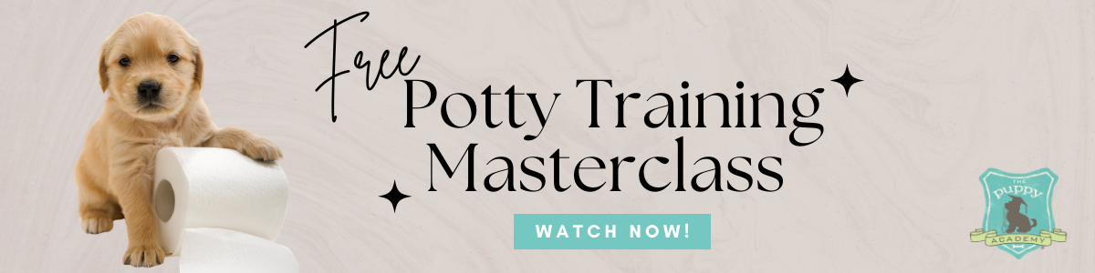 Golden Retriever Best Way To Train A Puppy To Poop Outside Dog