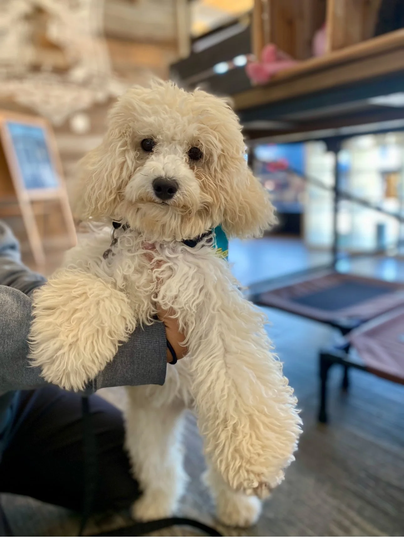 mini poodle puppy at school