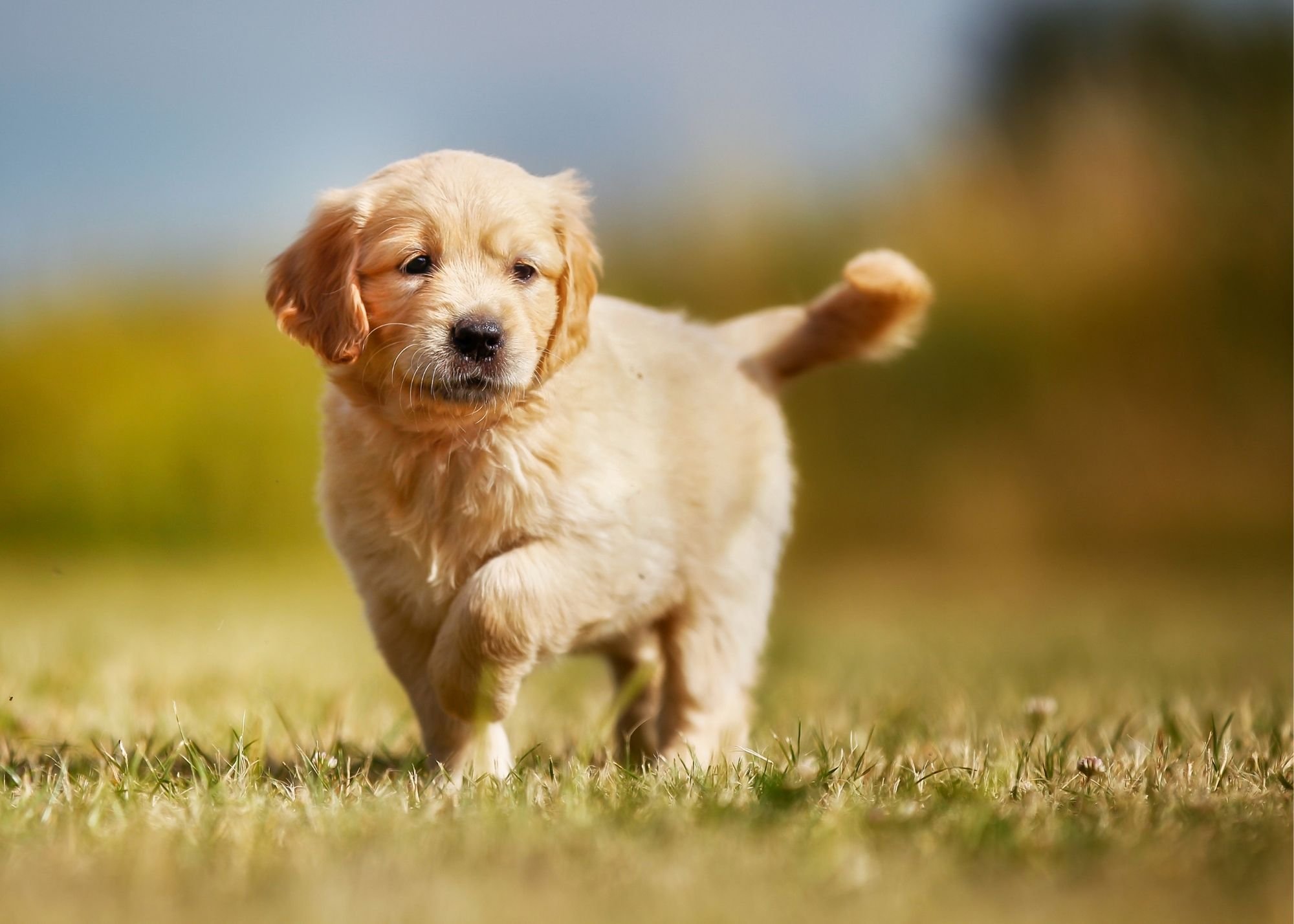 A Guide To Puppy Breeds: Golden Retrievers! — The Puppy Academy