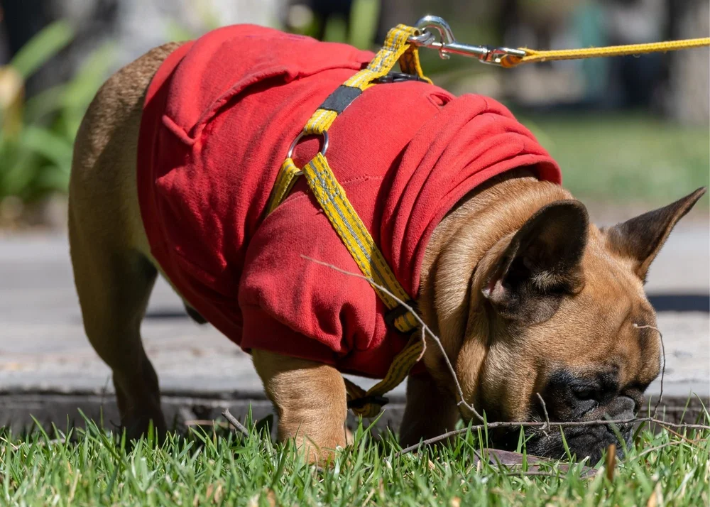 Why Does My Dog Sniff So Much On Walks