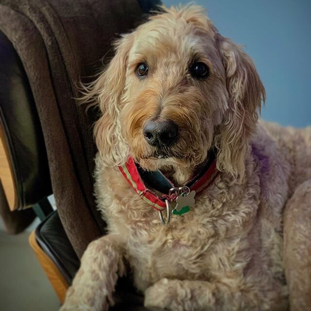 Murphy has meetings in town all week, but he always has time for a belly rub. Stop by and say hi! 🐶 ❤️