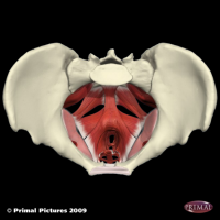 Pelvic Floor picture.png