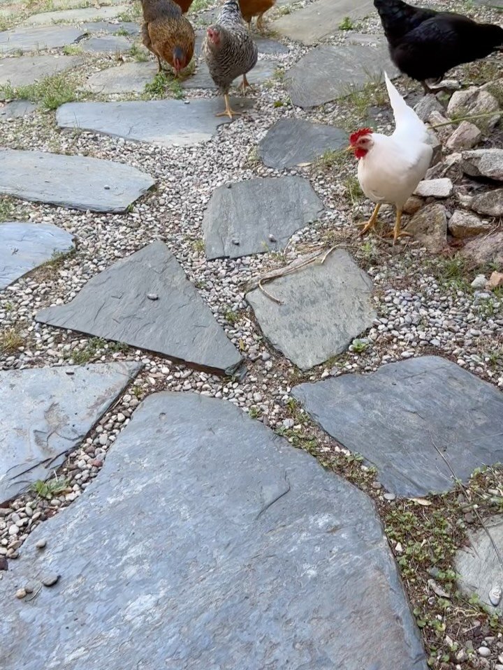 Meet the most recent addition to Casa Reset: The Betties! 

They&rsquo;ve all got the same name as we don&rsquo;t want to get too attached after the fate of Coxy last year. 

Who&rsquo;s your favourite Betty? We love them all!  #freerangechickens #we