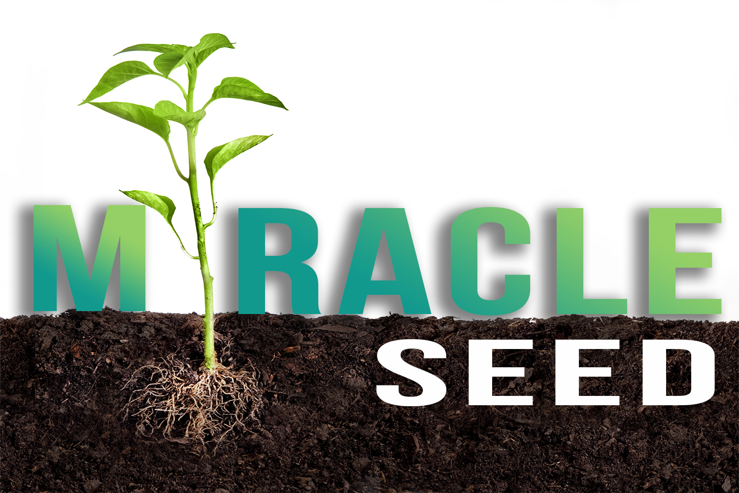 Miracle Seed Squarespace banner.png