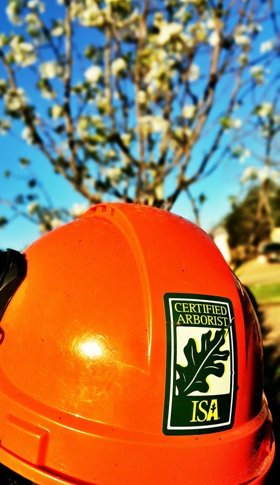 Superior Services has Certified Arborists on staff for all of your Tree Care needs.