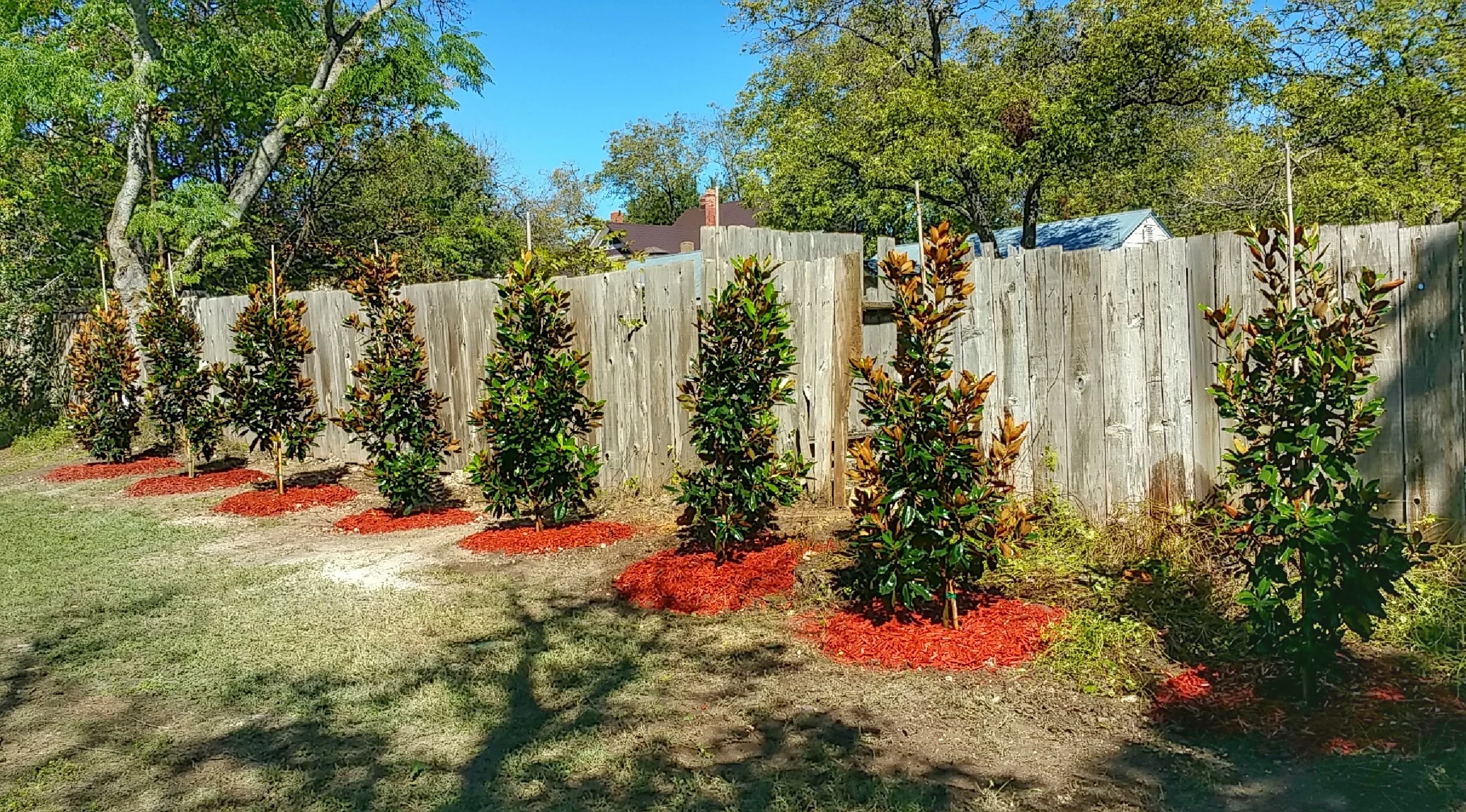 This customer was overjoyed upon completion of her Little Gem Magnolia tree hedge.