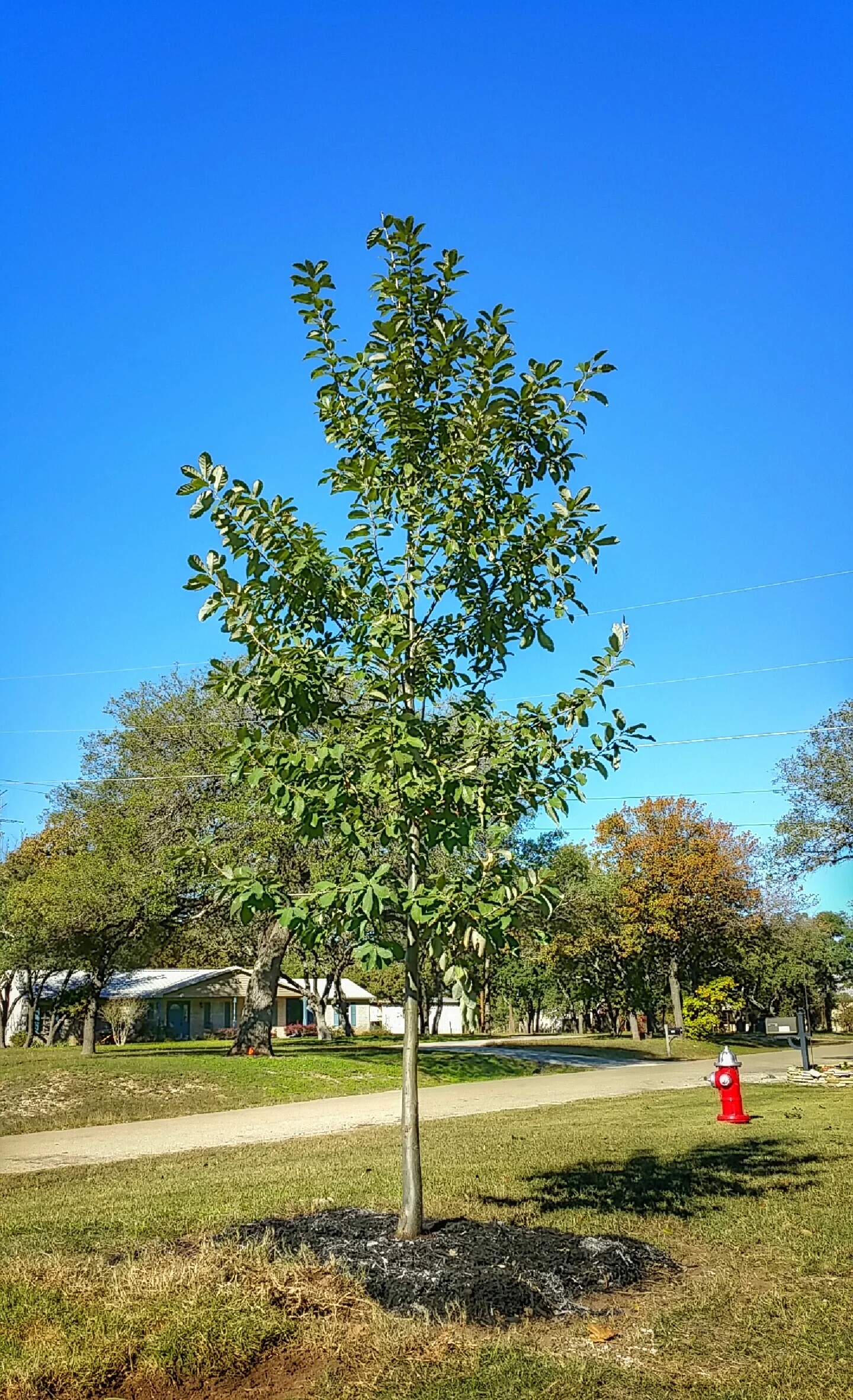 This Mexican White Oak (Monterrey Oak) is a fine example of the average tree selected and planted by our arborists. We generally plant 13'-20' tall trees to add instant attraction where it may have been lost.