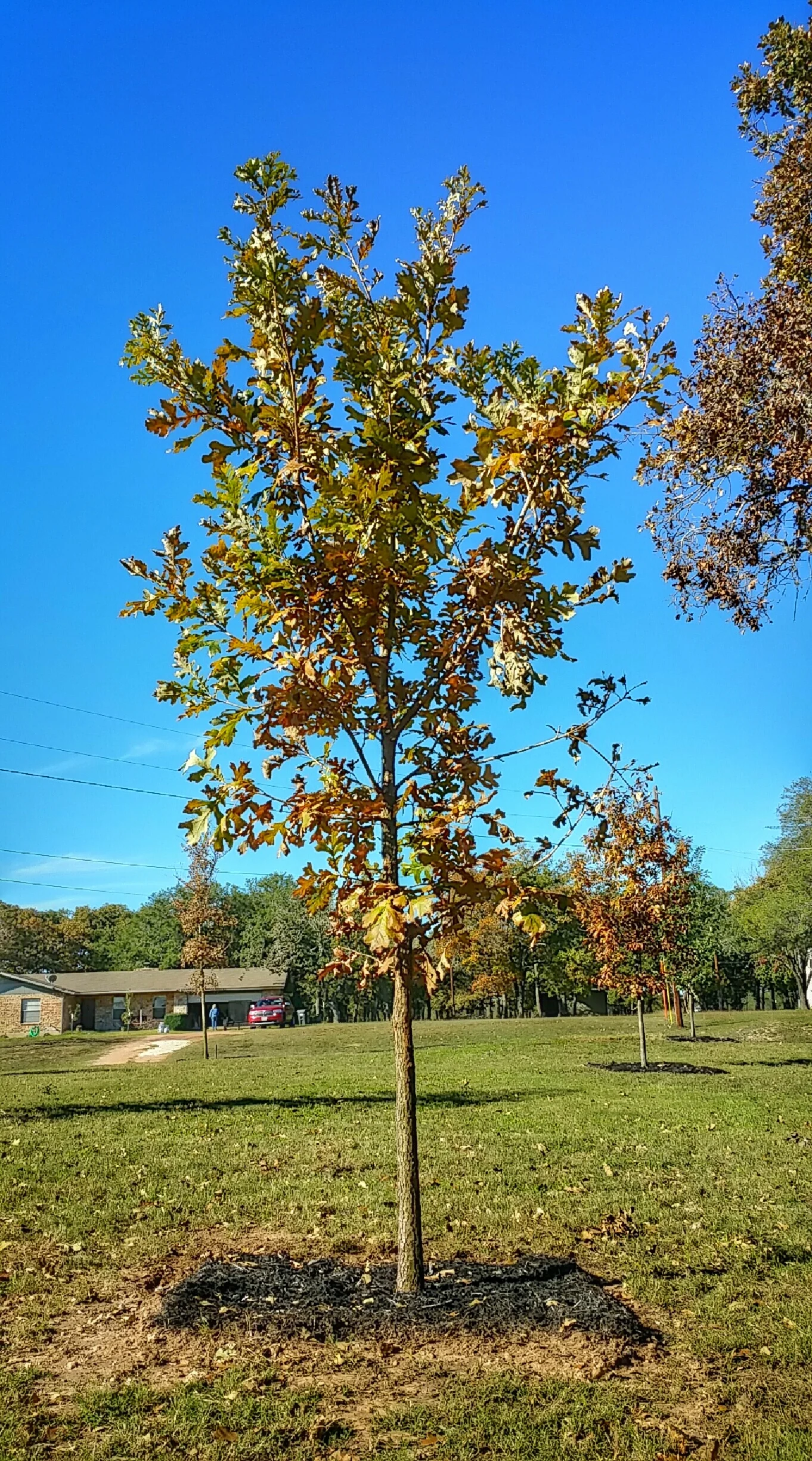 A beautiful Bur Oak such as this one will provide generations of shade, comfort, and curb appeal. Certainly a secure investment with enduring value.