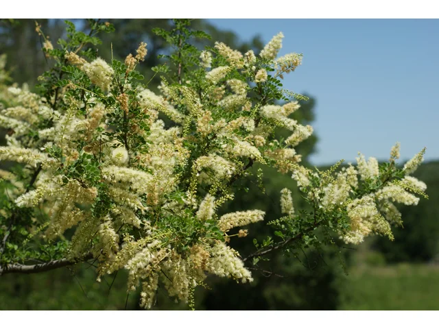 acacia.jpg
