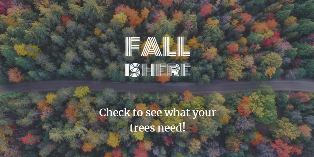 Fall 2019 Tree Care