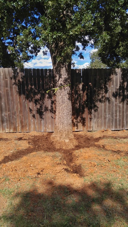 Root Flare Excavation