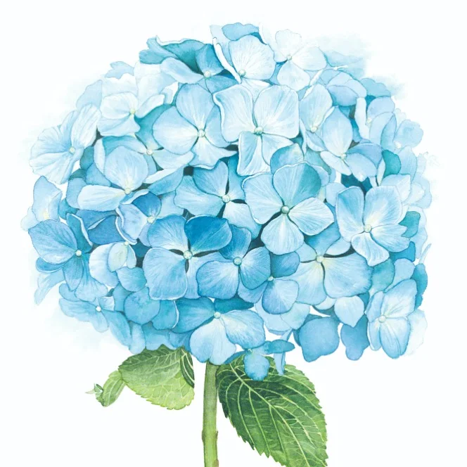 Hydrangea_watercolor_Ali_kurzeja.JPG