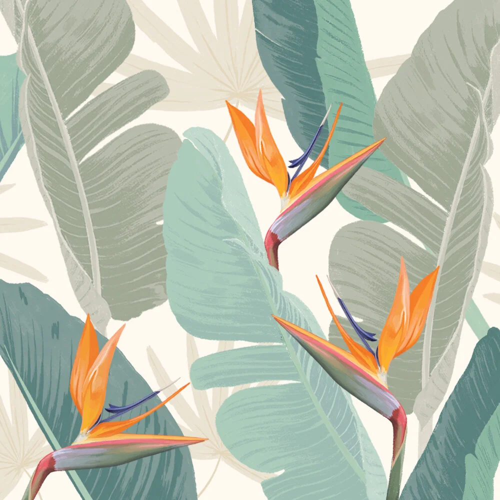 birdofparadise_ali_kurzeja .jpg