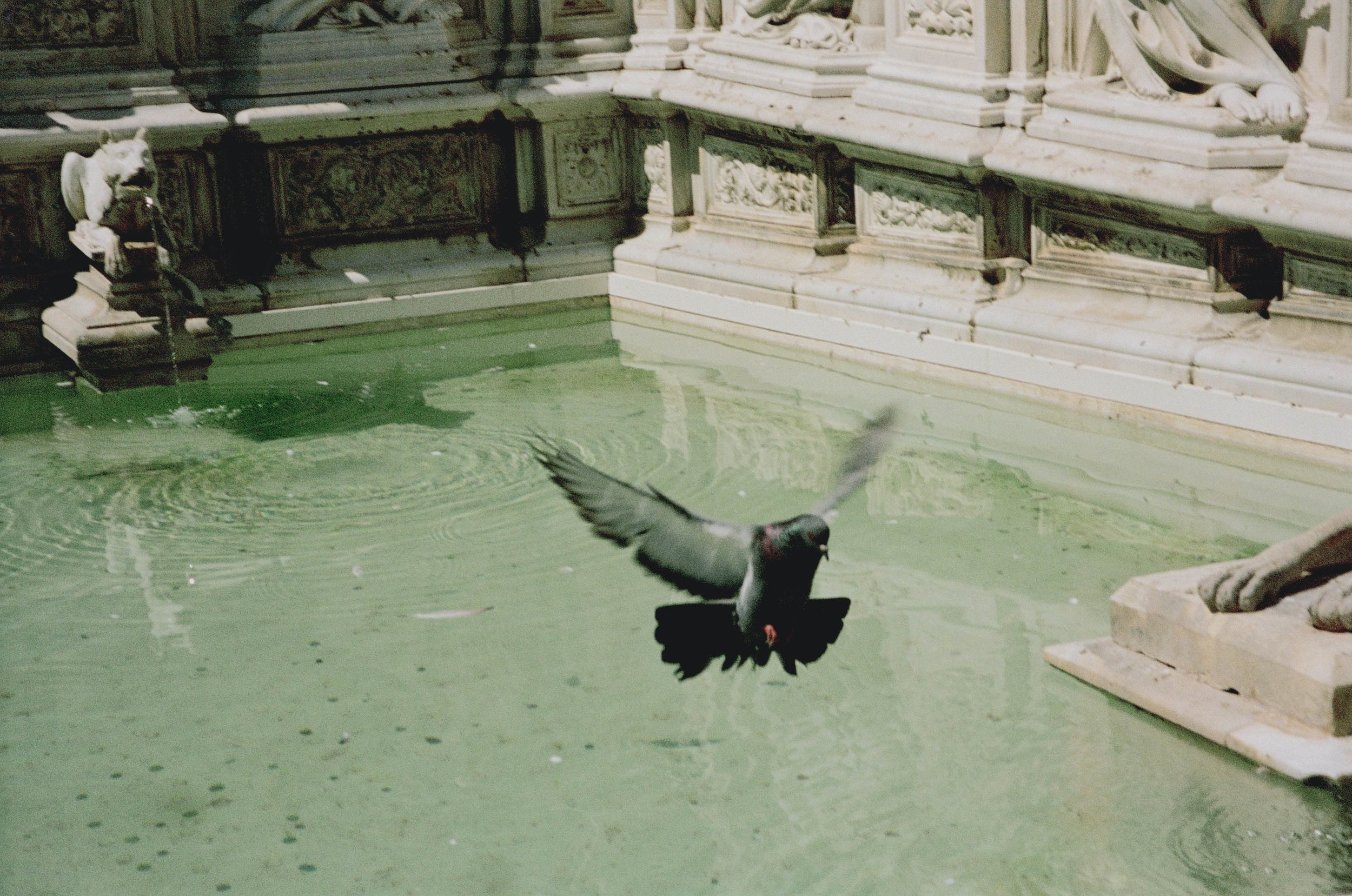 Church-And-State-Le-Pigeon.jpg