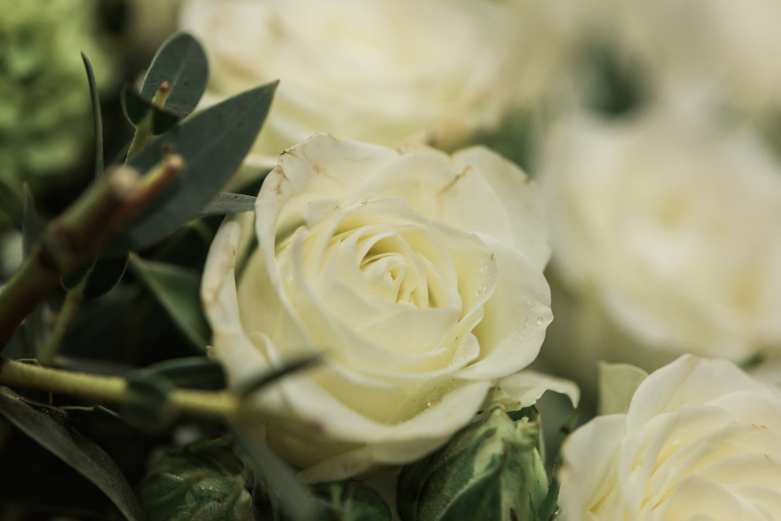 wilsonwedding-8883.jpg