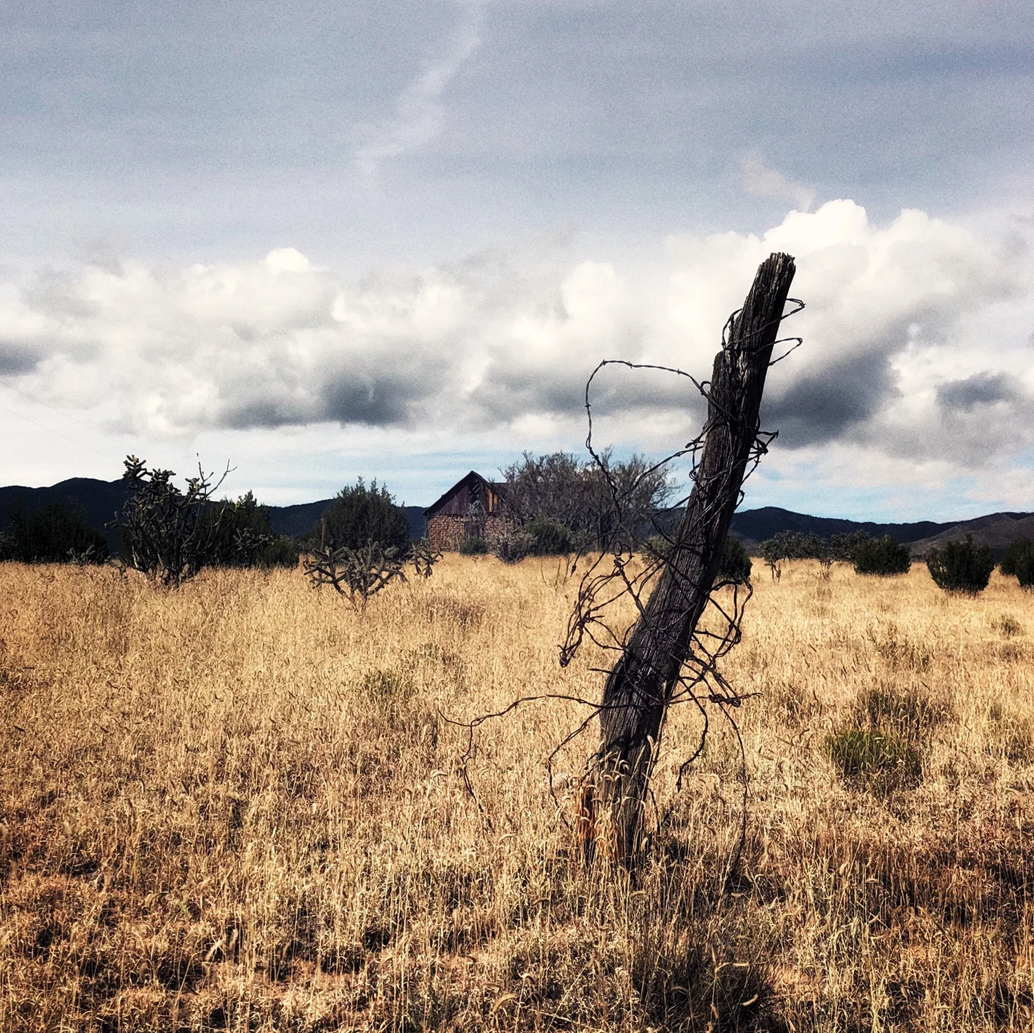 Untitled - barbed wire , 2018