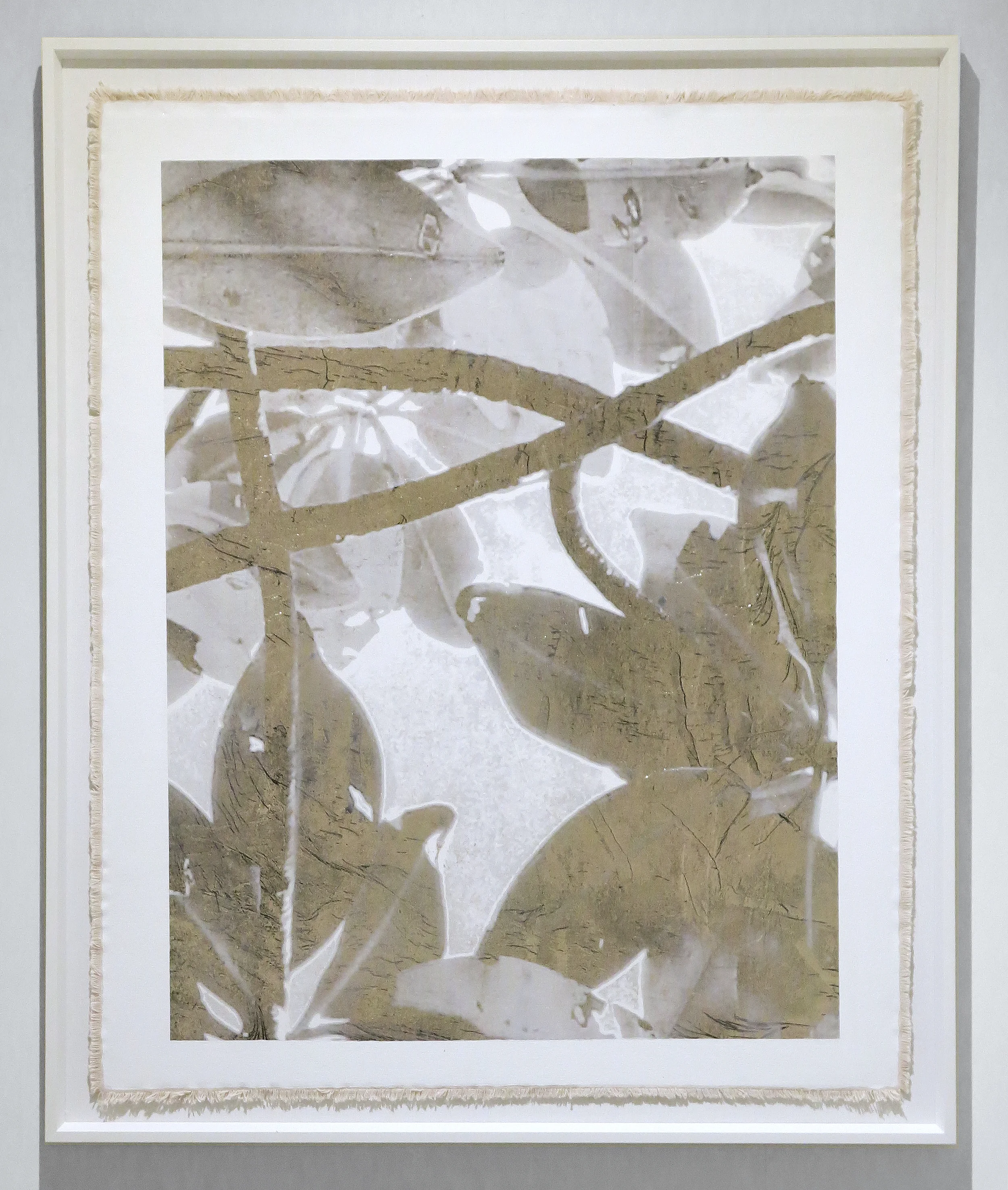 Tropical Thicket