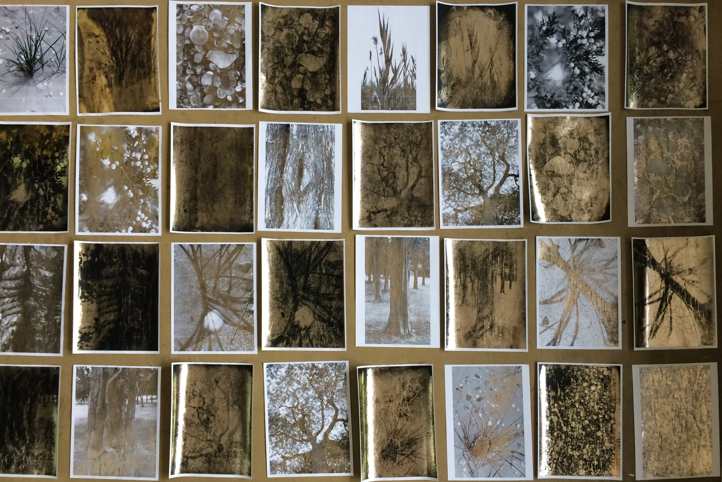 Various Images from Cedar Point Reserve, East Hampton, N.Y.