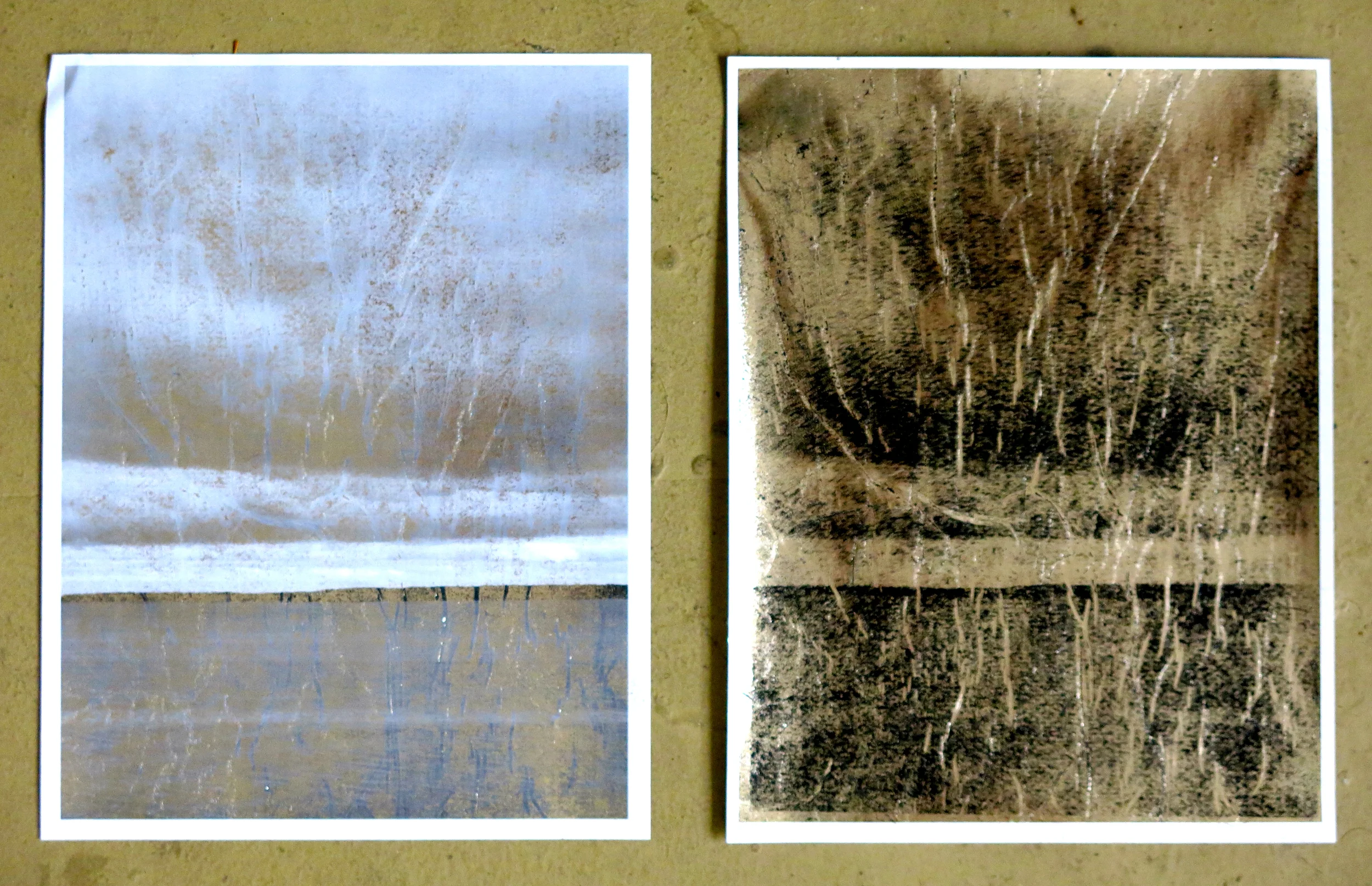 Untitled Images from Cedar Point Reserve, East Hampton, N.Y.