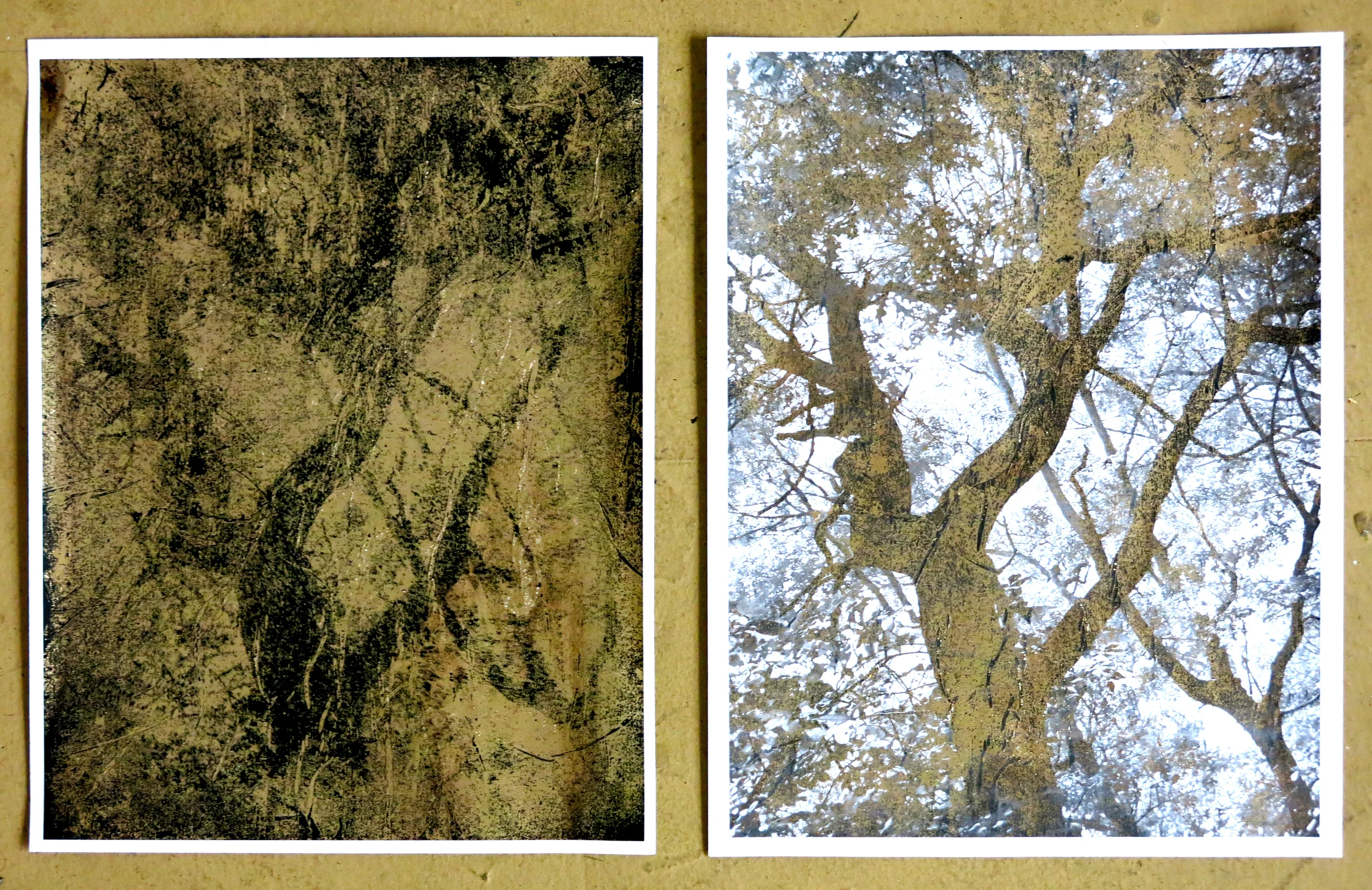 Untitled Images from Cedar Point Reserve, East Hampton, N.Y.