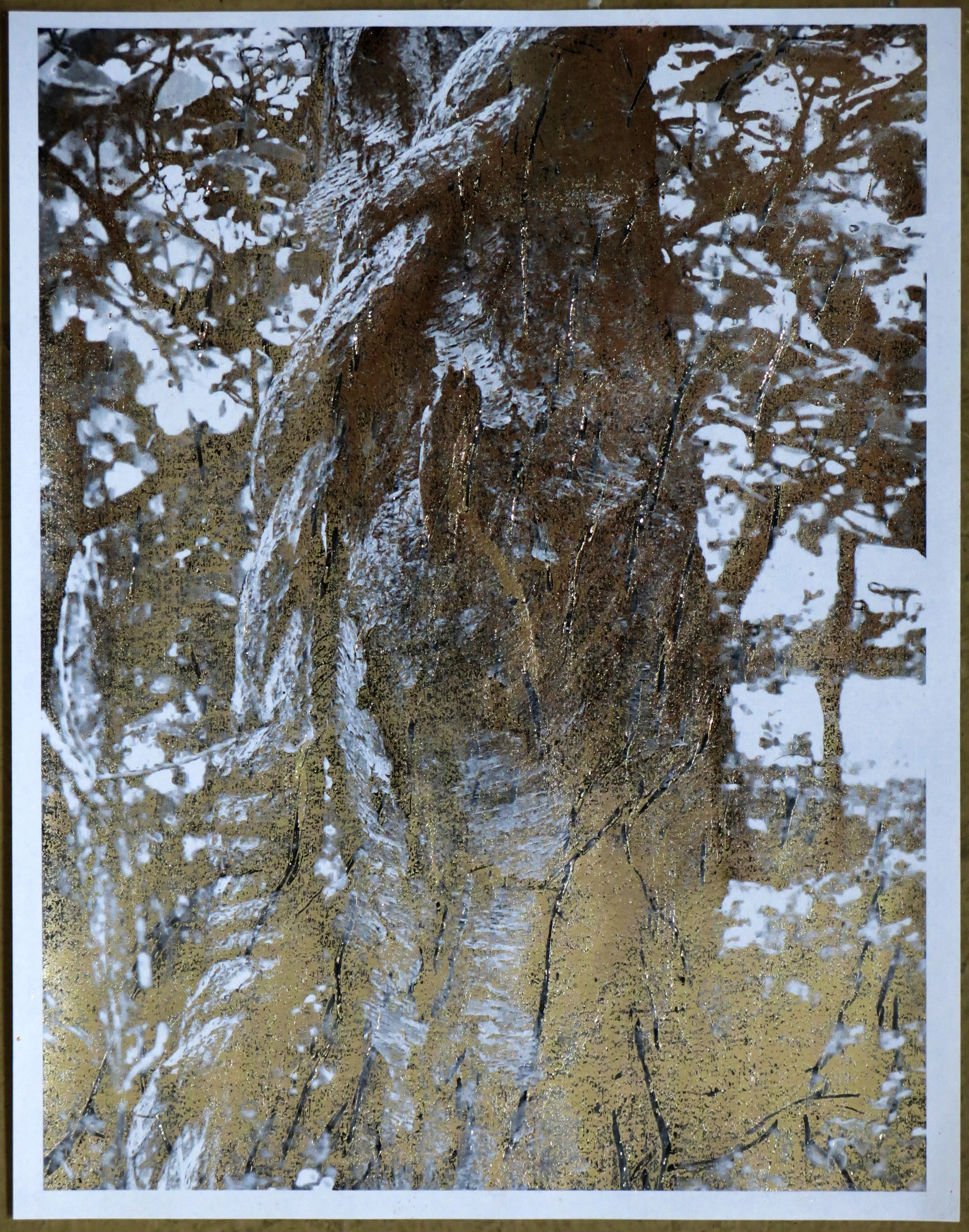 Untitled Image from Cedar Point Reserve, East Hampton, N.Y.
