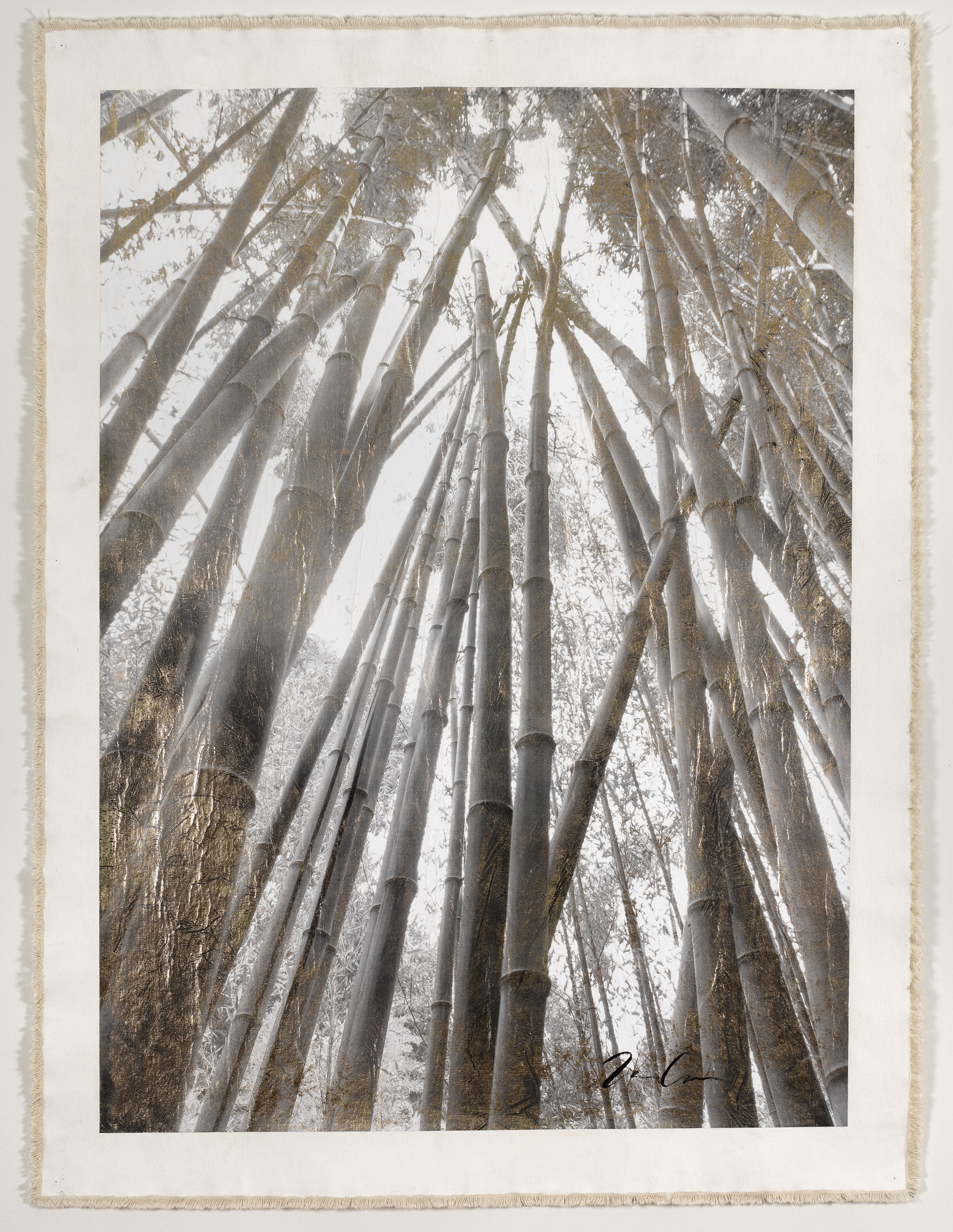 Bamboo Forest Canopy