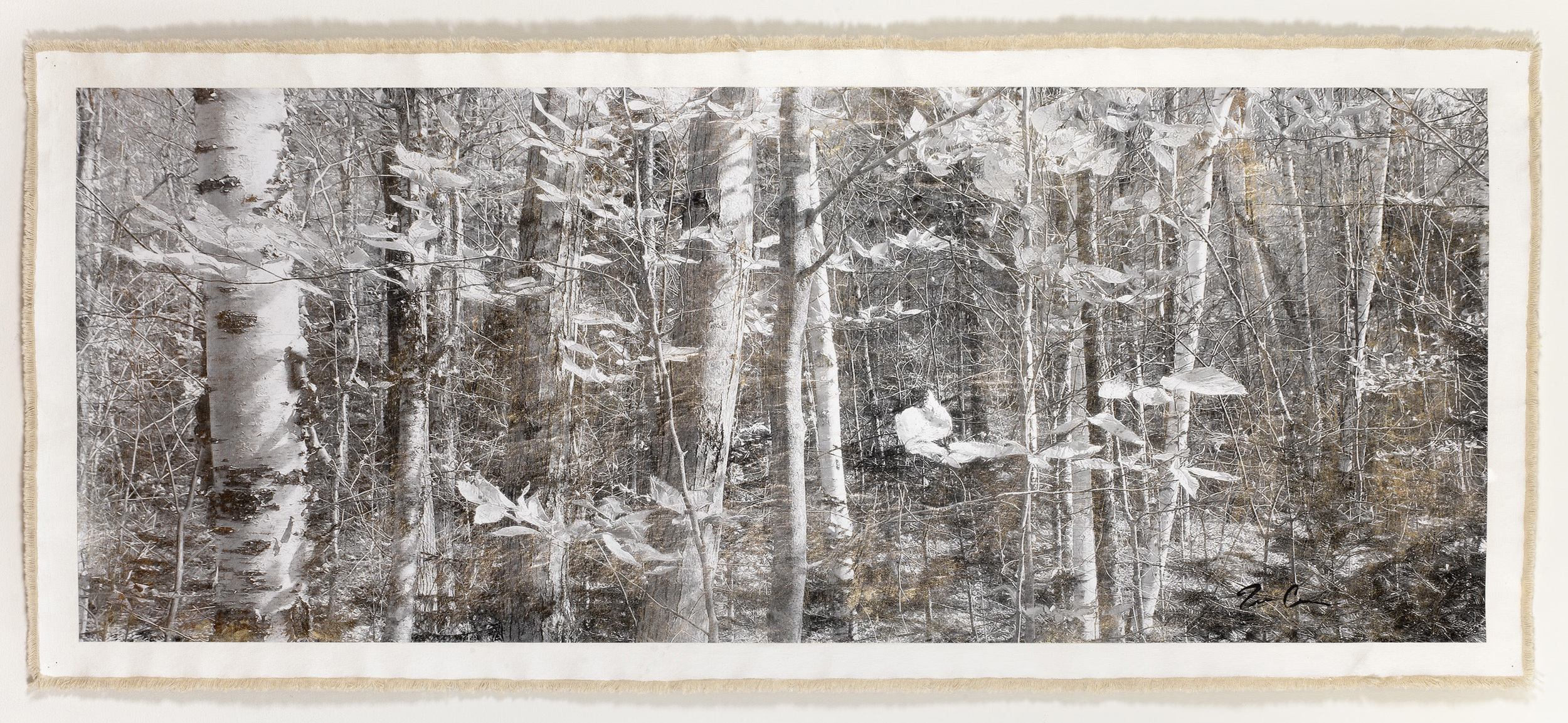 Birch Forest, Mt. Hale