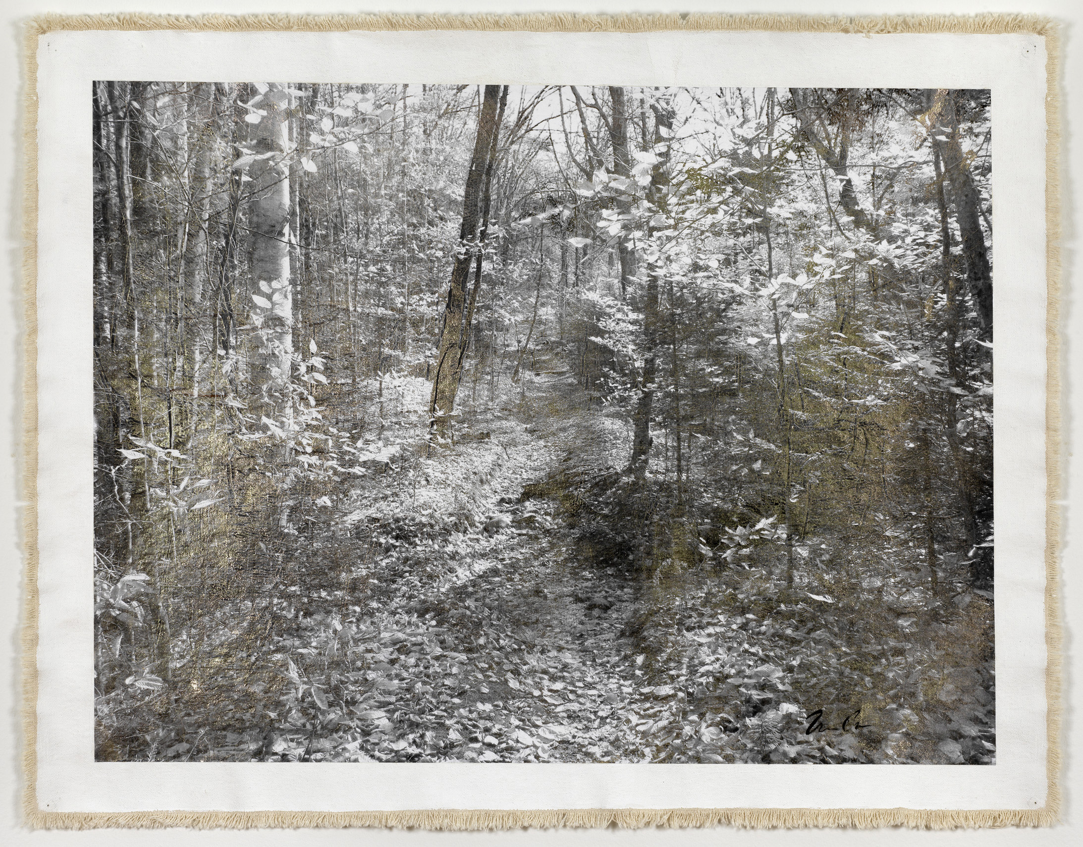 Forest Path