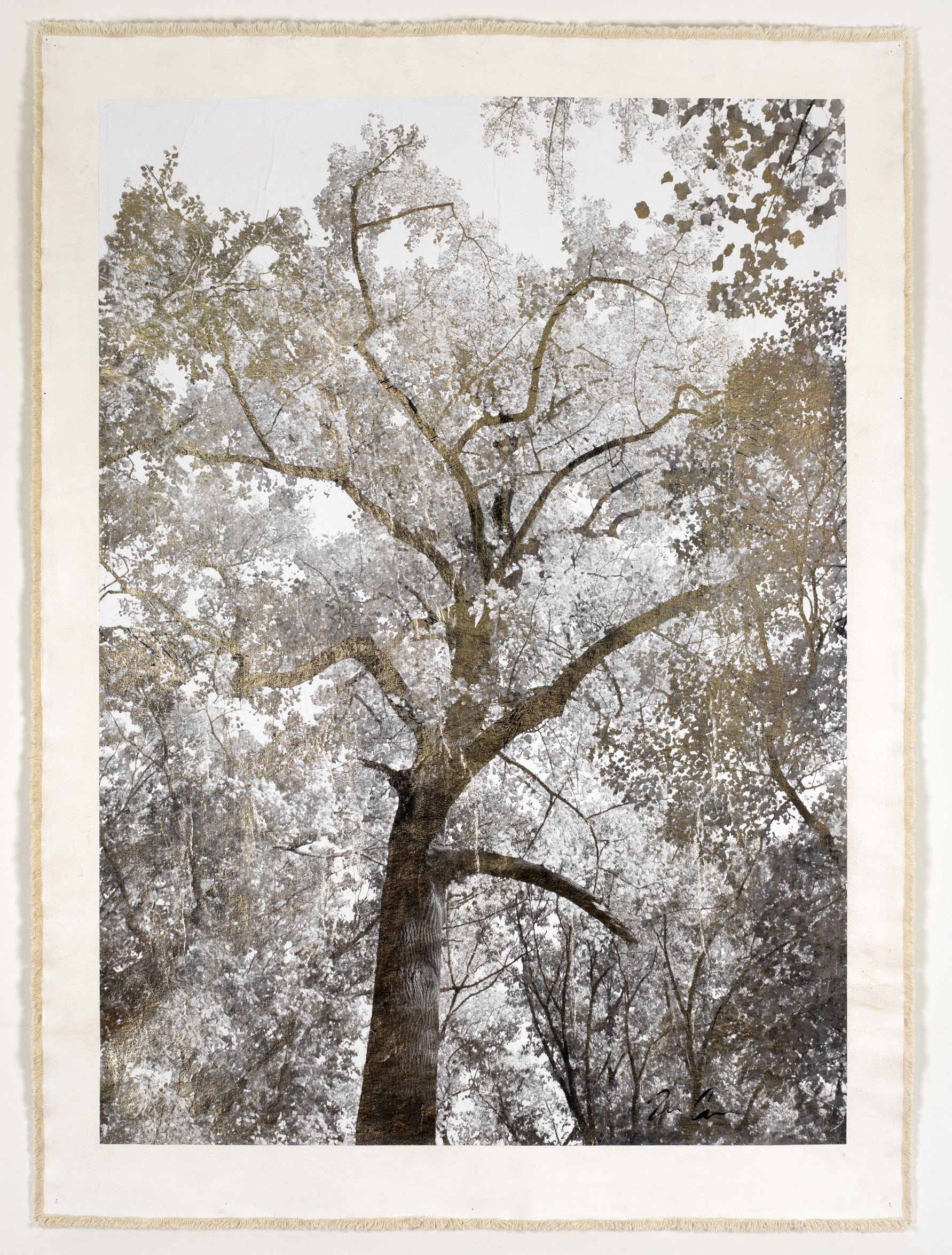 Majestic Oak