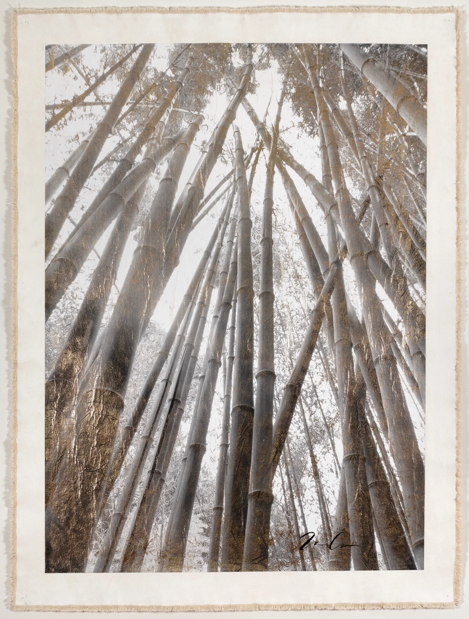 Bamboo Forest Canopy