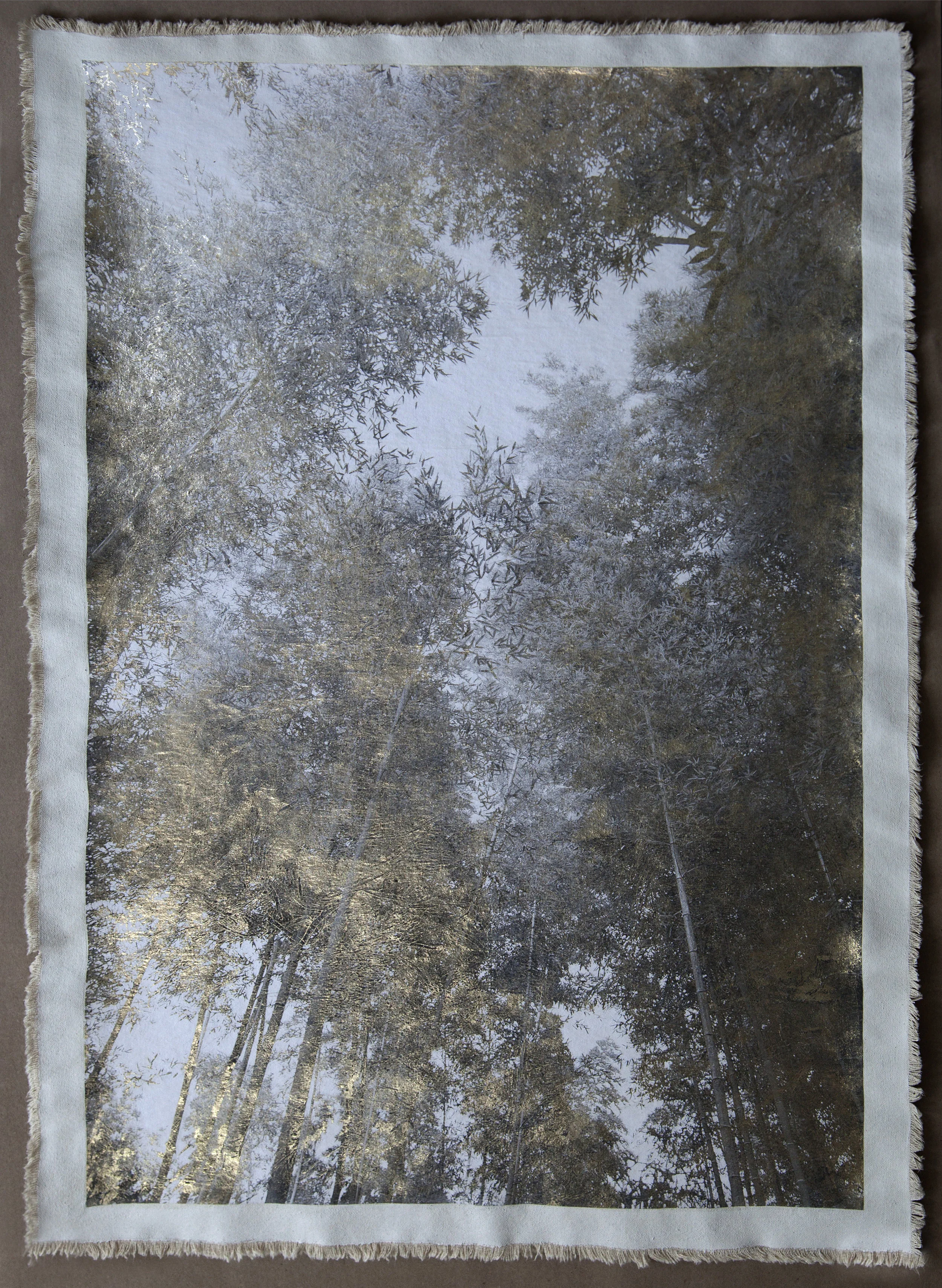 Bamboo Canopy Anhui