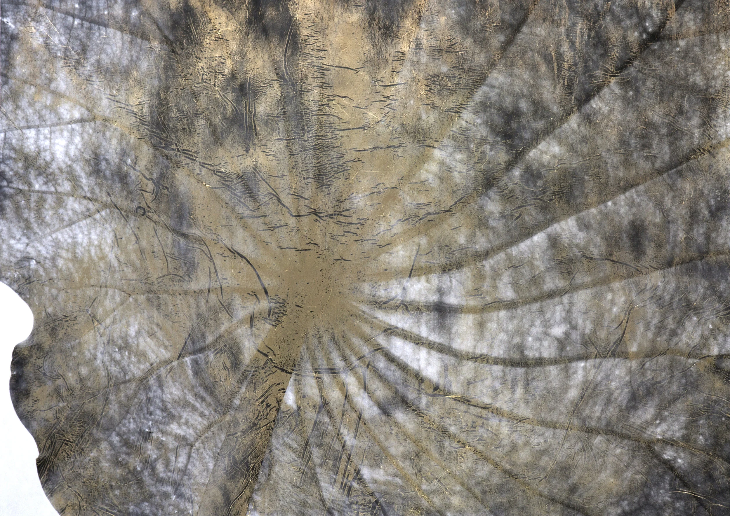 Jiuhua Lotus