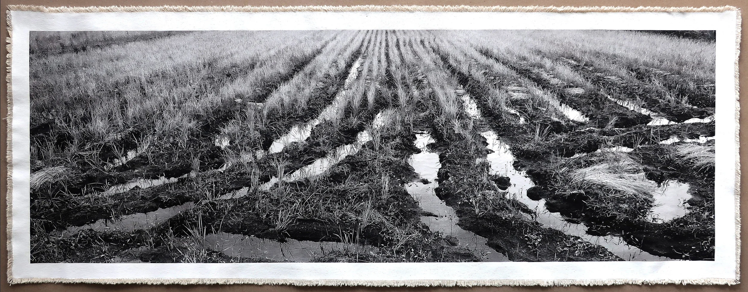 Rice Field, Aso I
